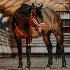 EQUITHÈME Halster Set Kerst Rood