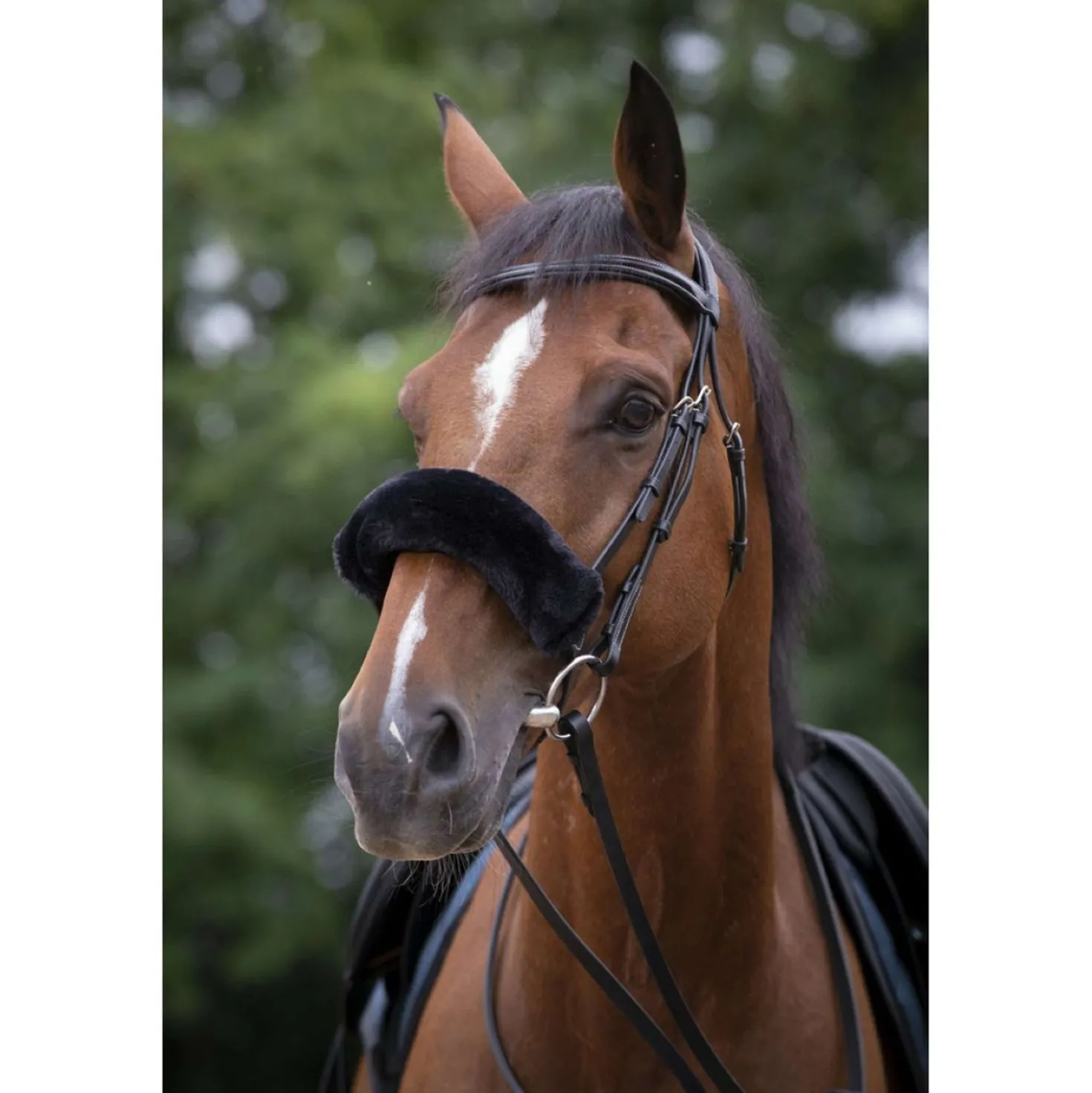 EQUITHÈME Neusbontje Teddy Zwart