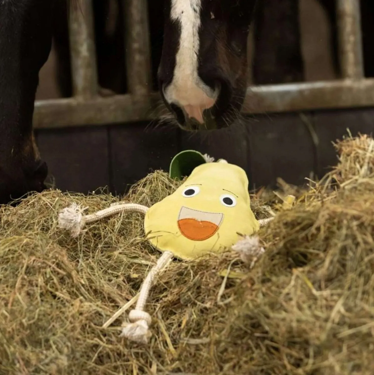 Excellent Horse Foodie Friends Pear