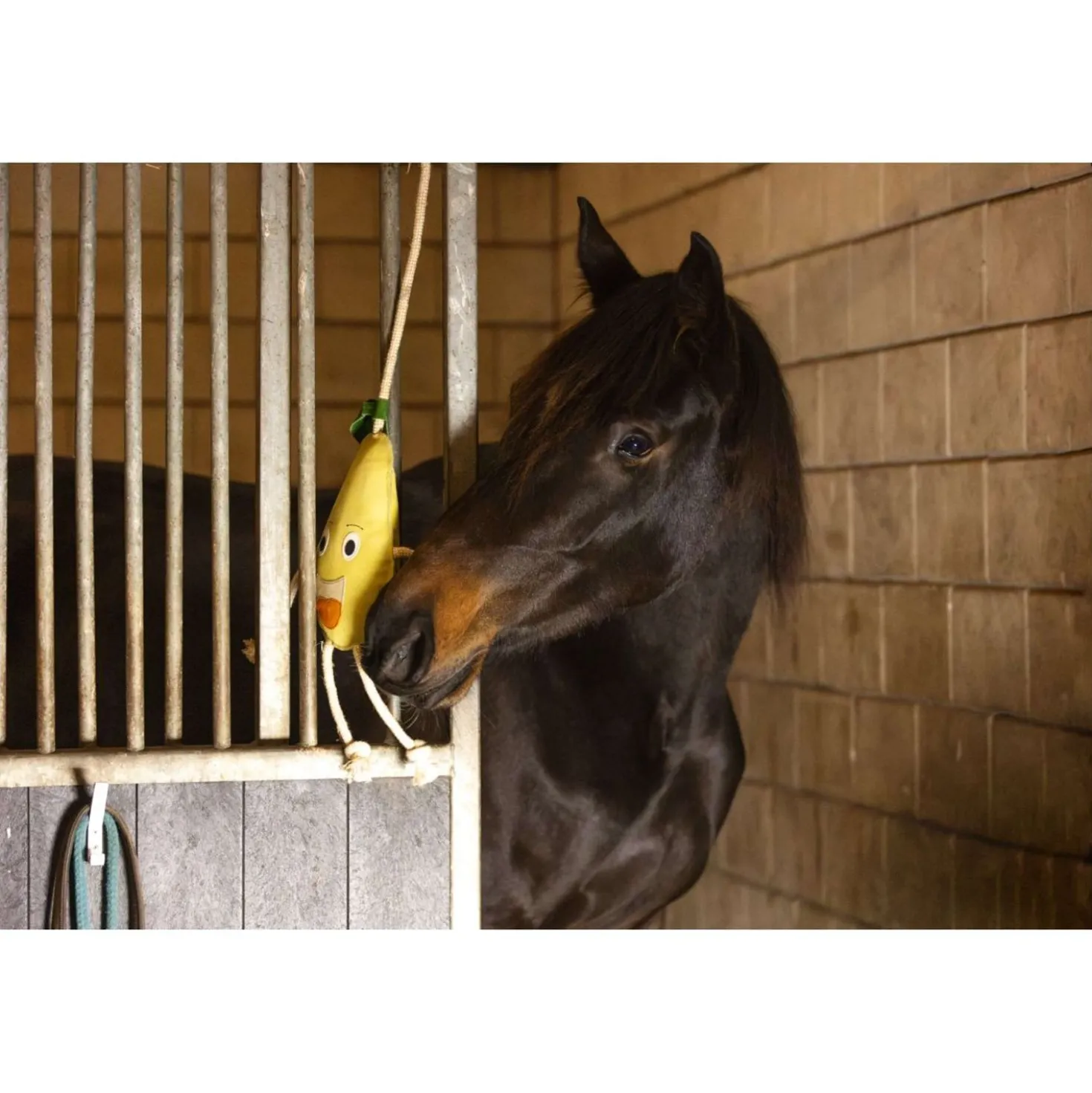 Excellent Horse Foodie Friends Pear