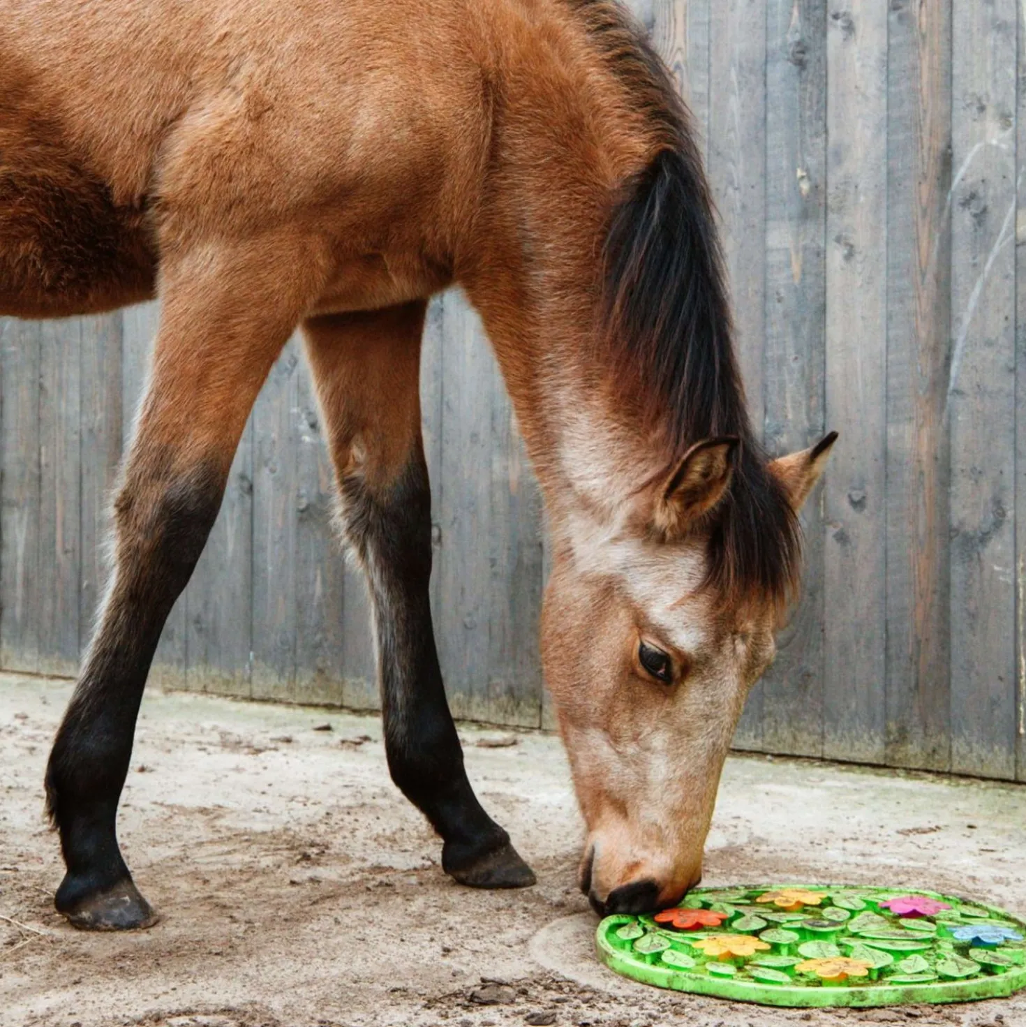 Excellent Snuffelmat Horse Flower Power