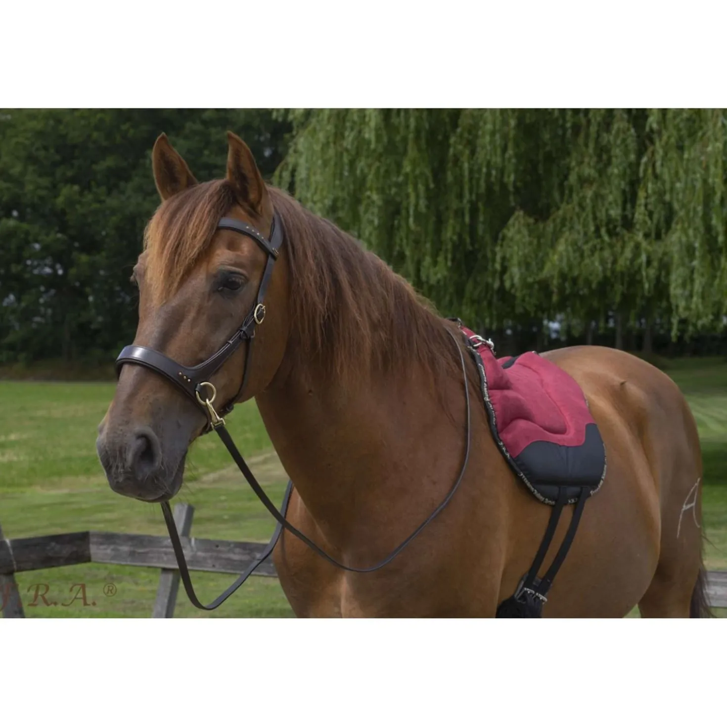 F.R.A. Bareback Pad Dardo Basic Bordeaux