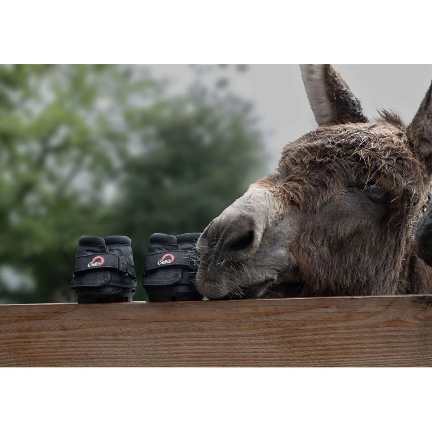 F.R.A. Cavallo Hoefschoen Ezel/Long Ear Boot Zwart