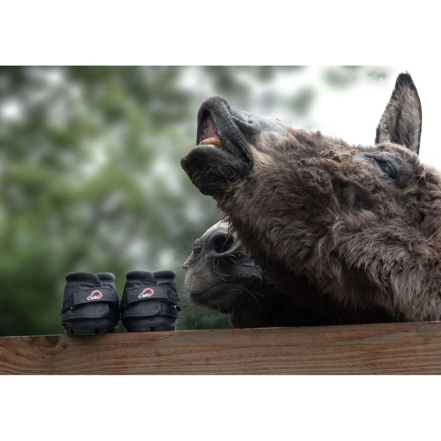F.R.A. Cavallo Hoefschoen Ezel/Long Ear Boot Zwart