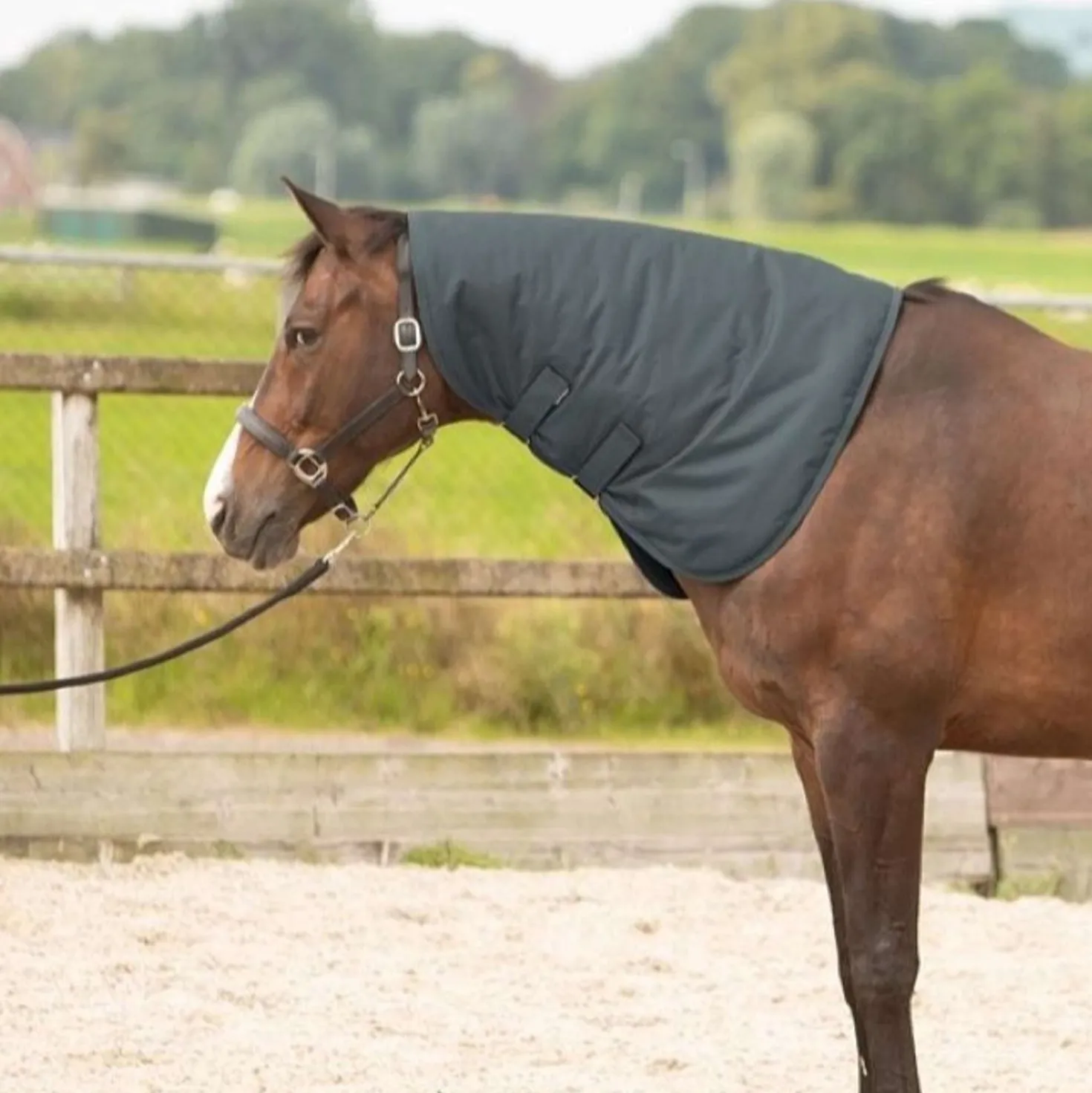 Harry's Horse Halsstuk Thor 200 Ebony