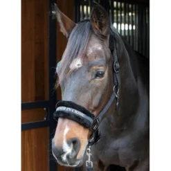 Harry's Horse Halster Lyrics Quotes Zwart
