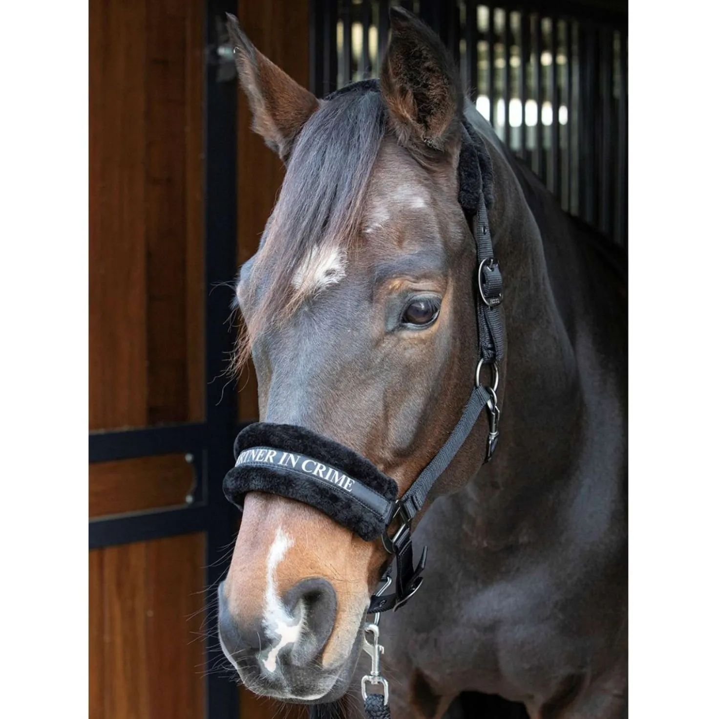 Harry's Horse Halster Lyrics Quotes Zwart