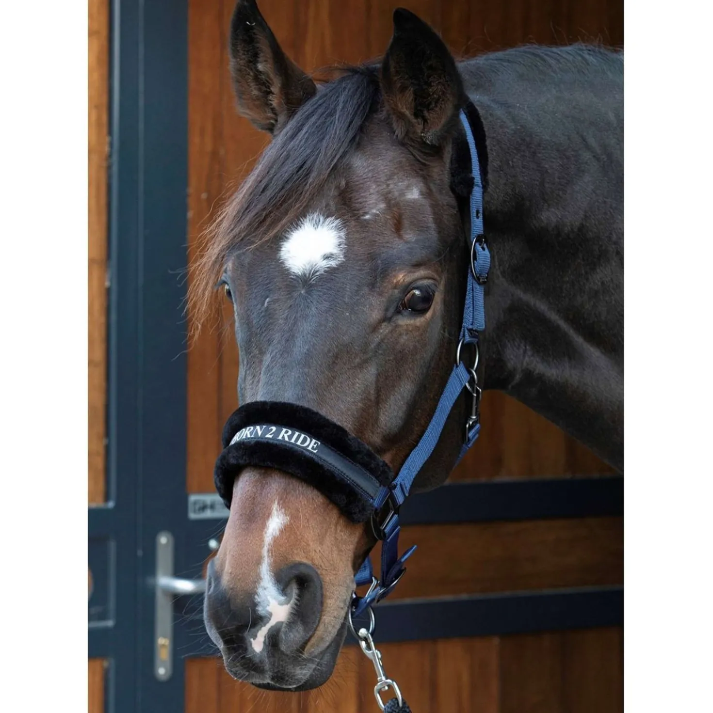 Harry's Horse Halster Lyrics Quotes Navy