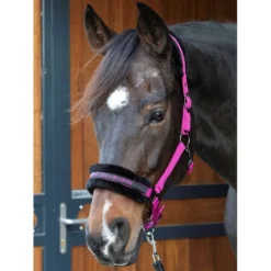 Harry's Horse Halster Lyrics Quotes Fuchsia