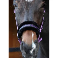 Harry's Horse Halster Lyrics Quotes Lila