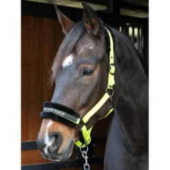 Harry's Horse Halster Lyrics Quotes Lime