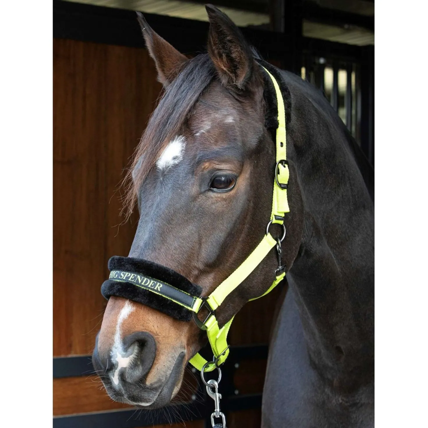 Harry's Horse Halster Lyrics Quotes Lime