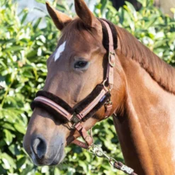 Harry's Horse Halsterset Soft Mocha-Bisque
