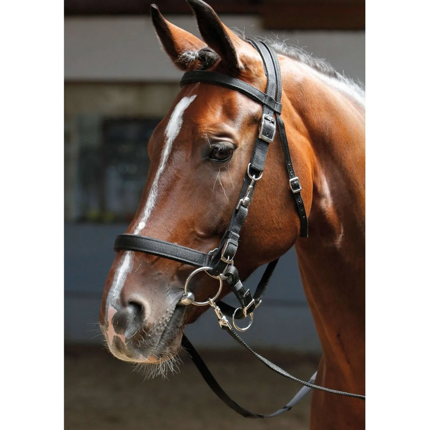 Harry's Horse Hoofdstel/halster Zwart