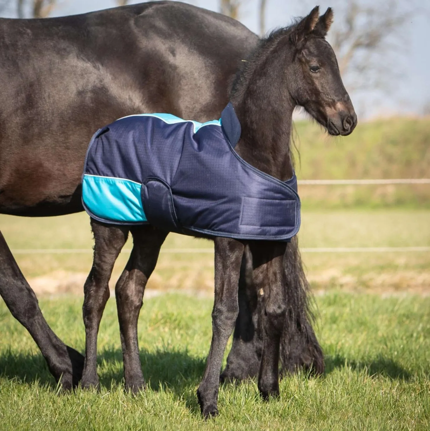 Harry's Horse Veulendeken TwoTone Navy