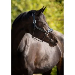 HB Halster Showtime Grand Slam Zwart/Aqua Blue