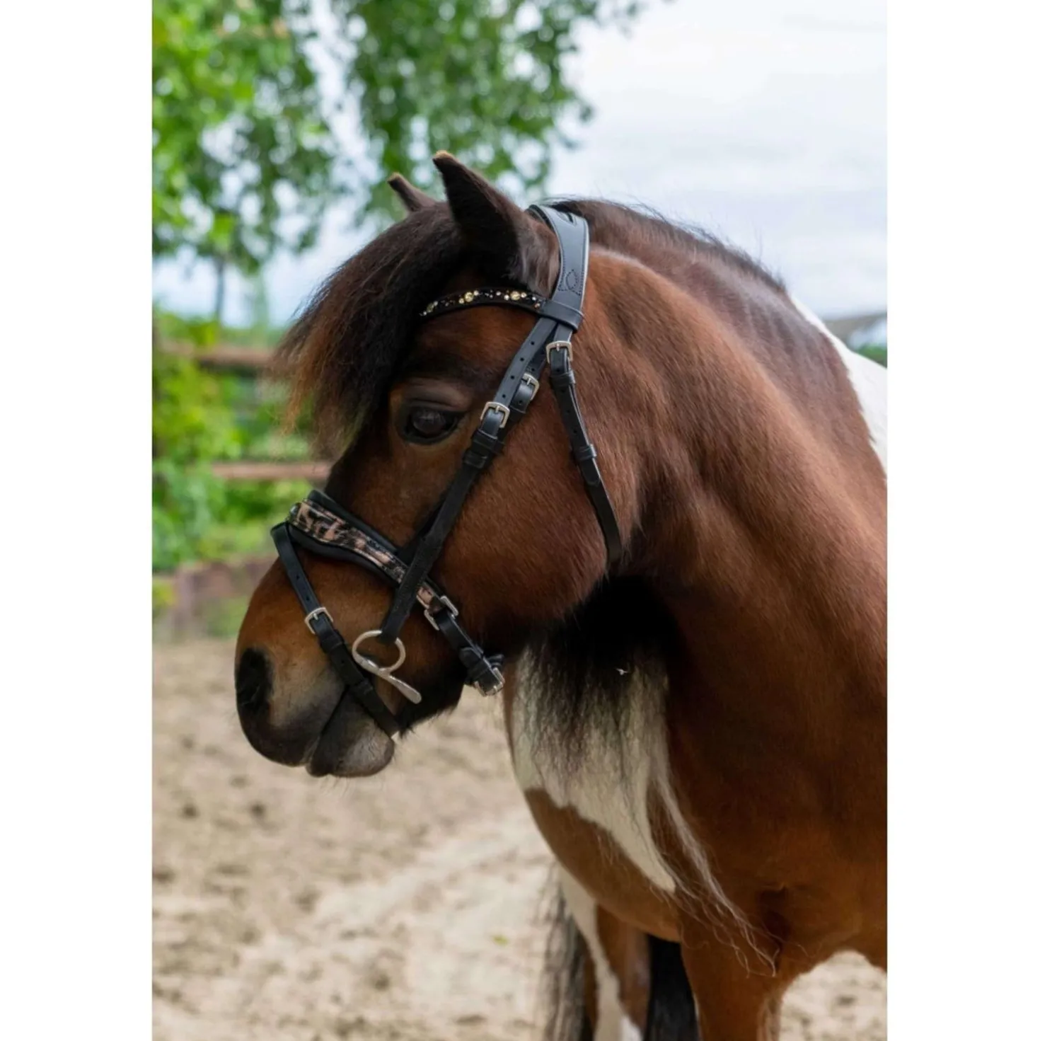 HB Hoofdstel Showtime Leopard Zwart