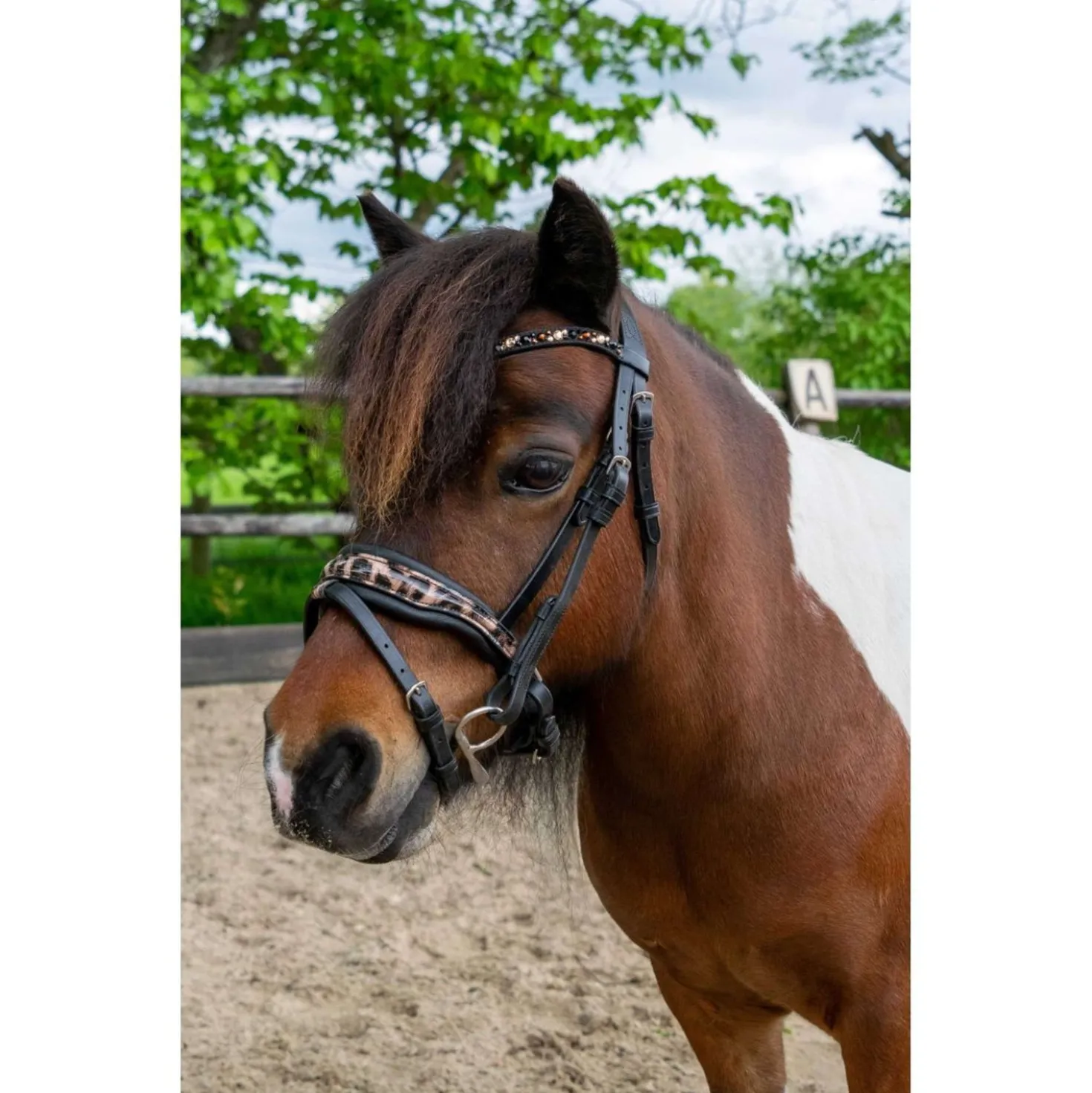 HB Hoofdstel Showtime Leopard Zwart