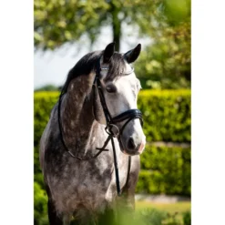 HB Hoofdstel Showtime Ultimate Dream Zwart