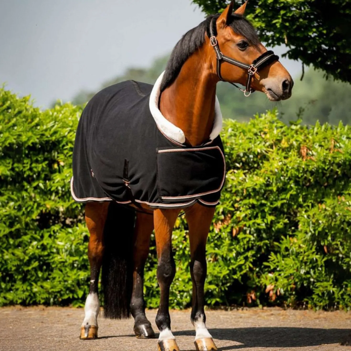 HB Showdeken Dutch Crown Europe Rose Zwart