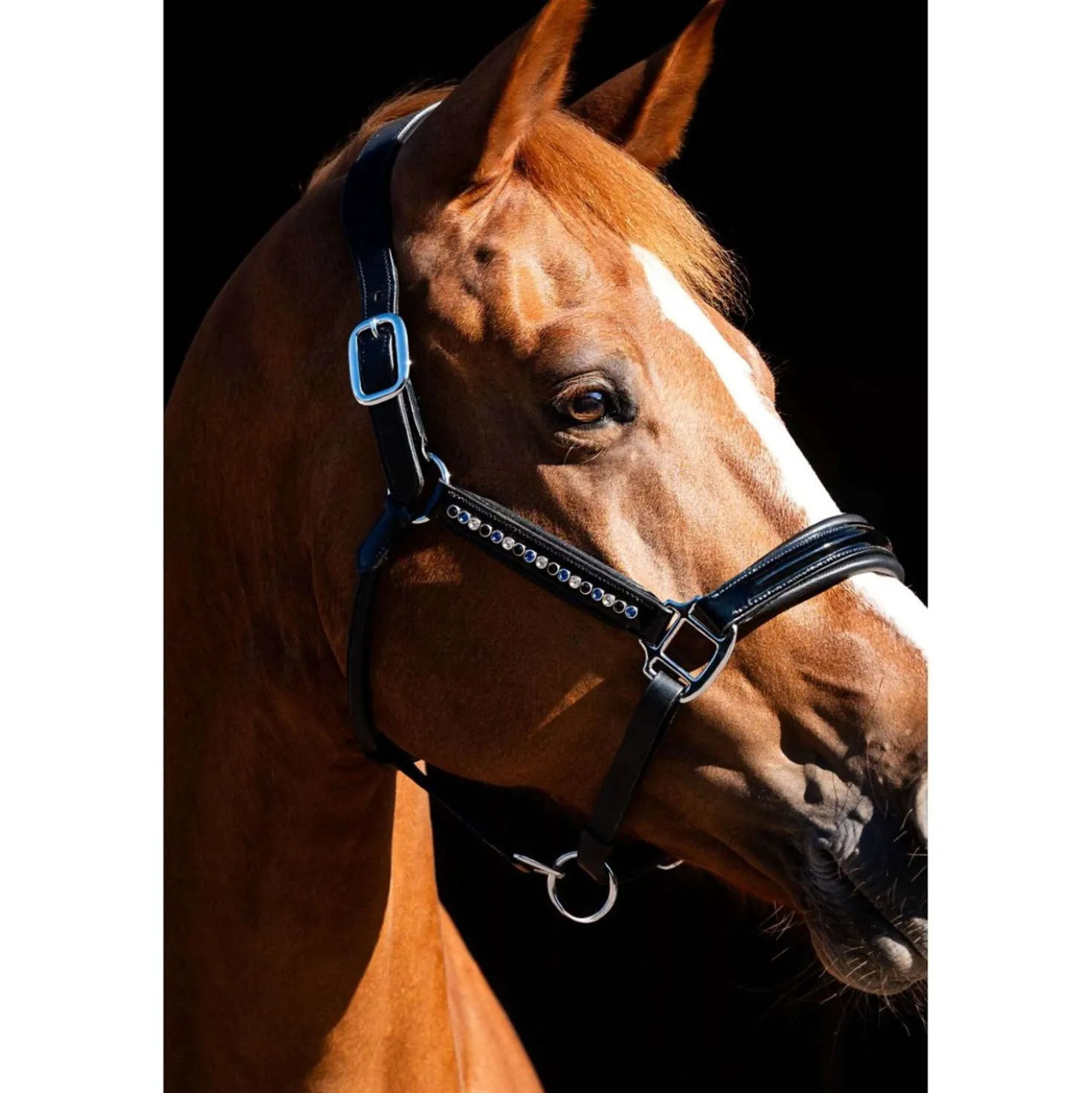 HB Showtime Halster Rivet Swarovski Leer Zwart/Navy