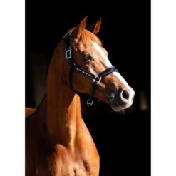 HB Showtime Halster Rivet Swarovski Leer Zwart/Navy