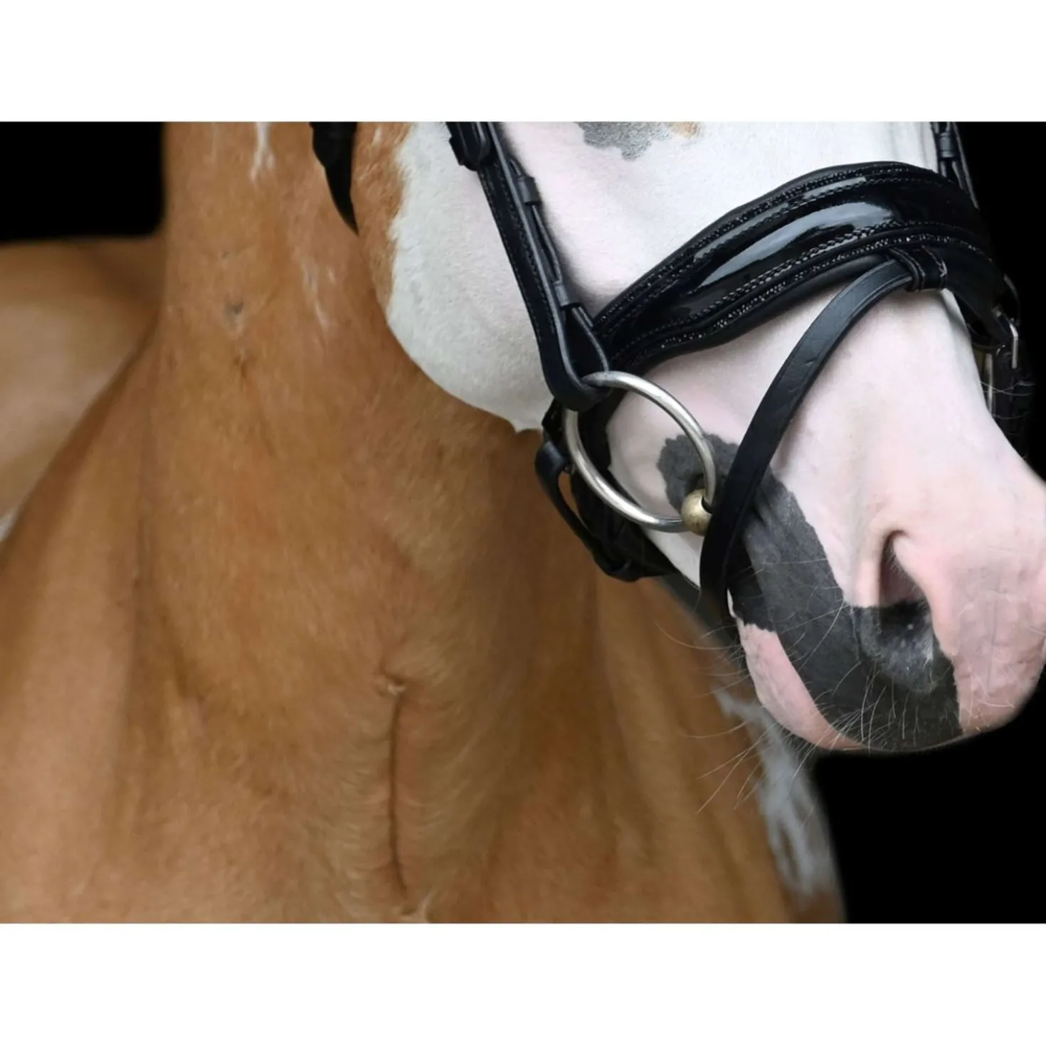 HB Showtime Hoofdstel Special Zwart/Goud