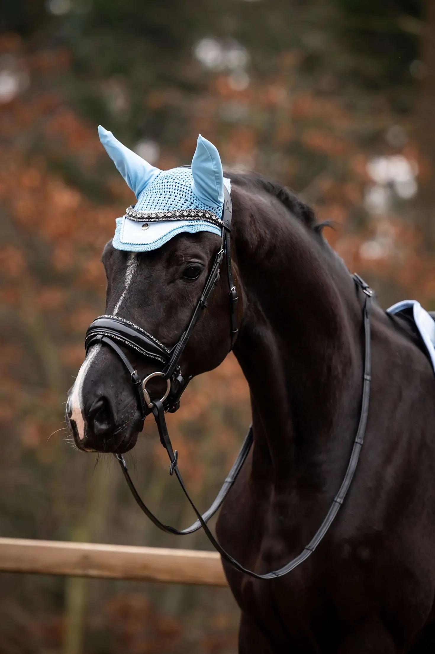 HB Showtime Oornetje Spring Lichtblauw