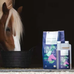 Hilton Herbs Senior Horse