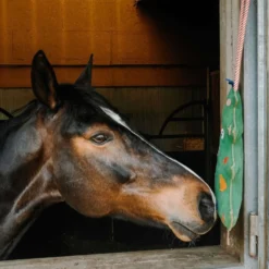 Hippotonic Speelgoed Kerstboom Groen
