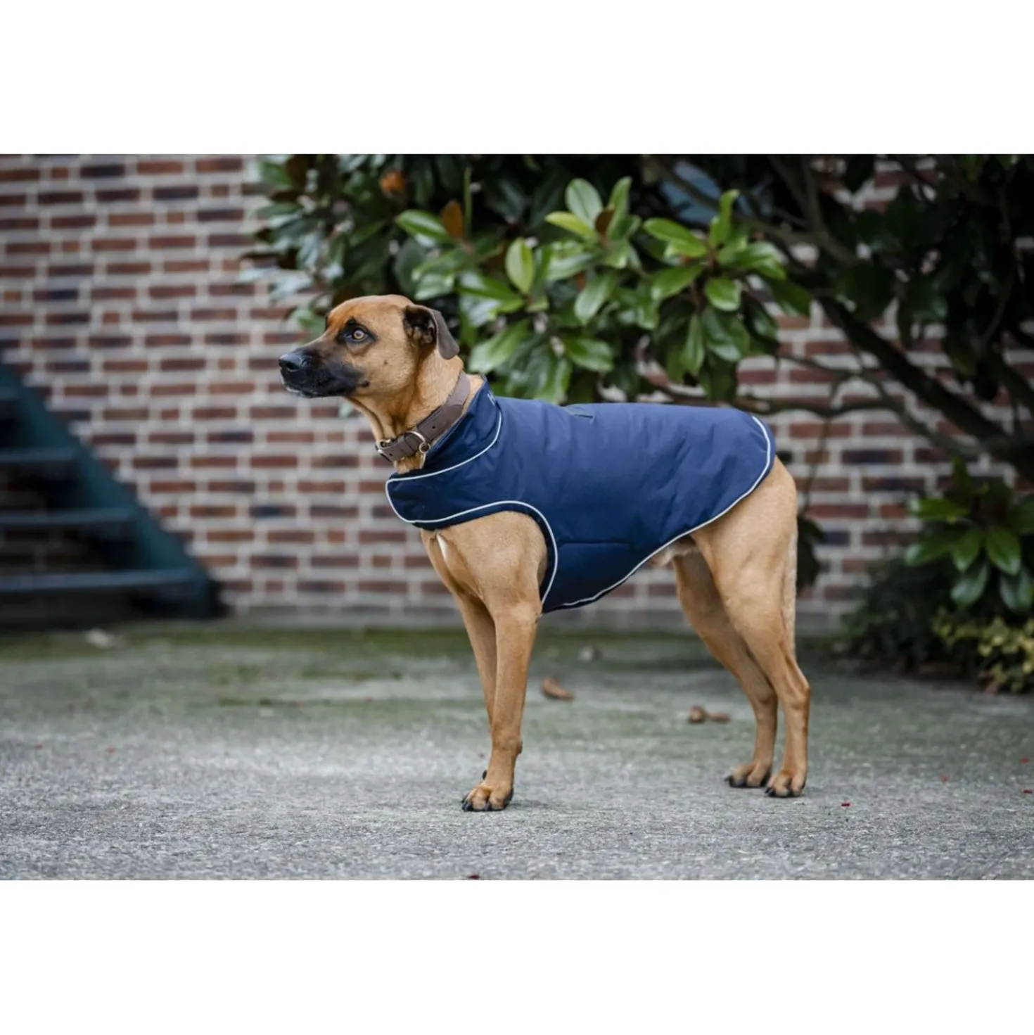 Horseware Hondenregendeken Signature 100g Navy