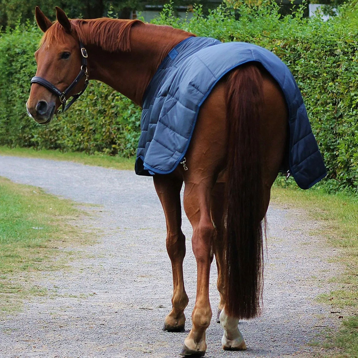 Horseware Liner 100g Navy