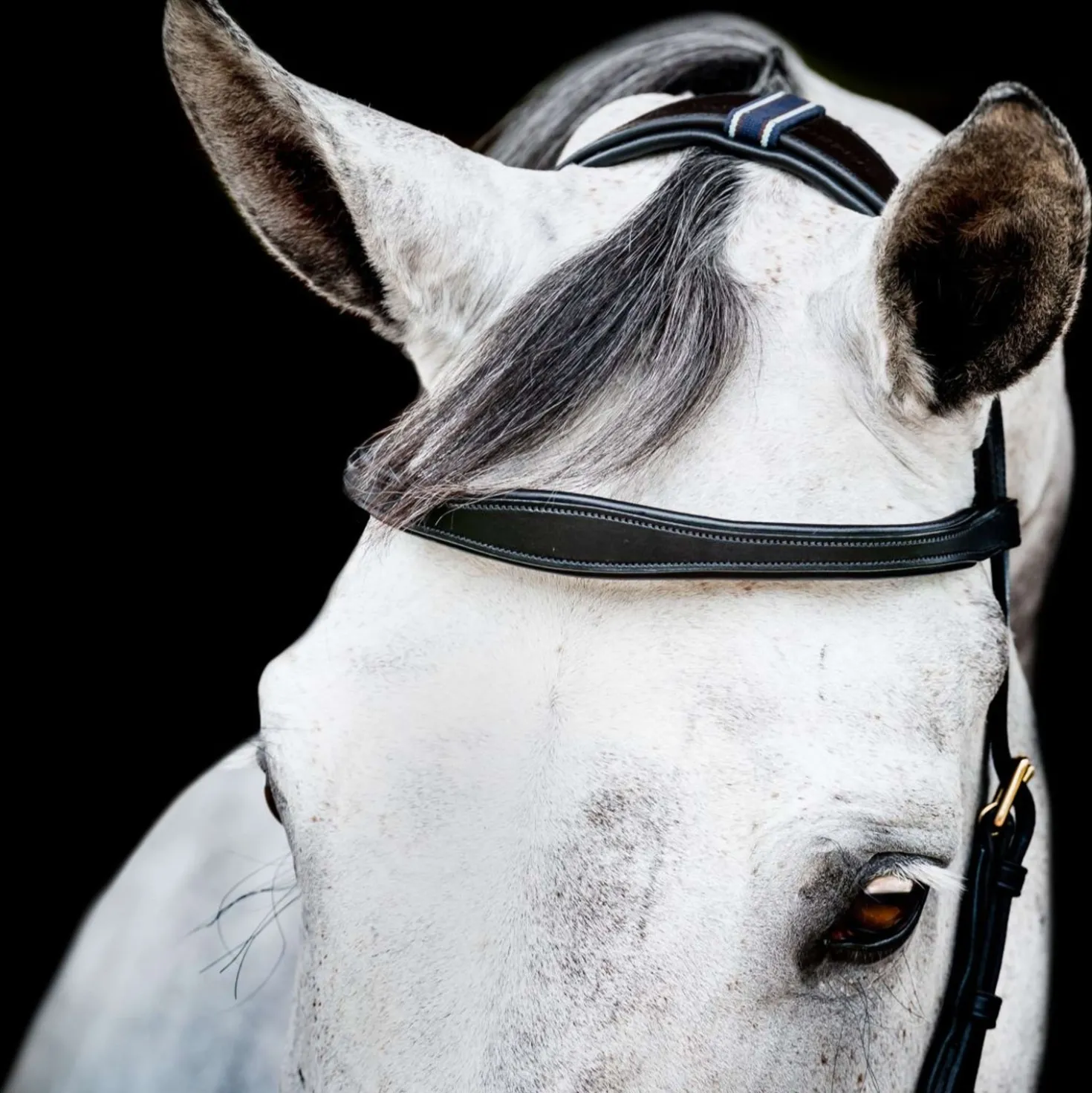 Horseware Micklem Multi Bridle New Zwart