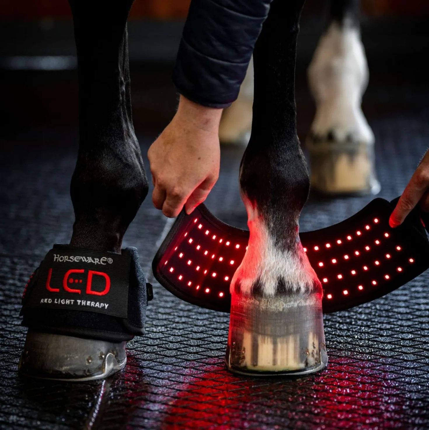 Horseware Mini Wraps LED Red Light Therapy Quad Zwart/Zwart
