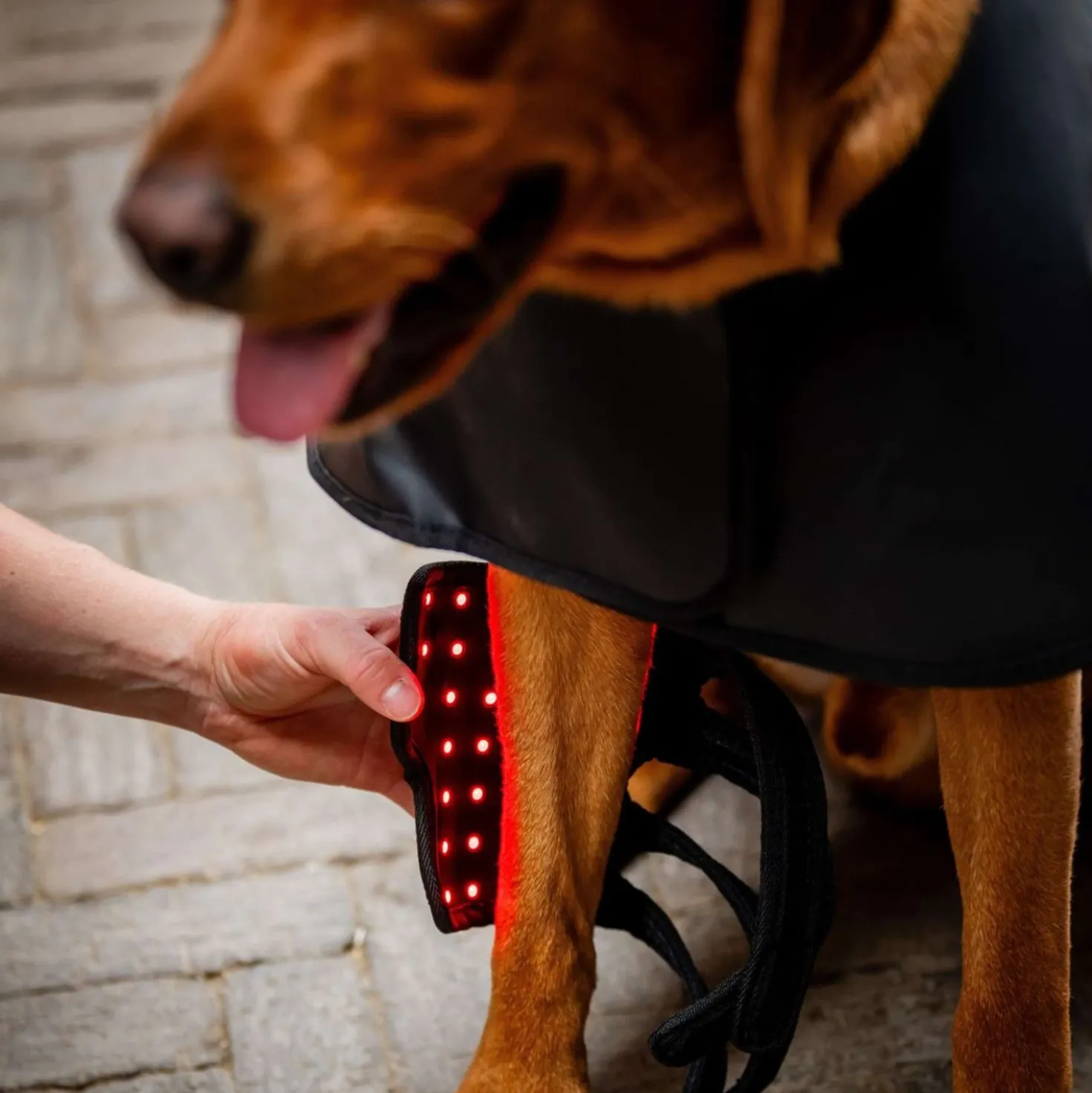 Horseware Pet Leg Wraps LED Red Light Therapy Pair Zwart/Zwart