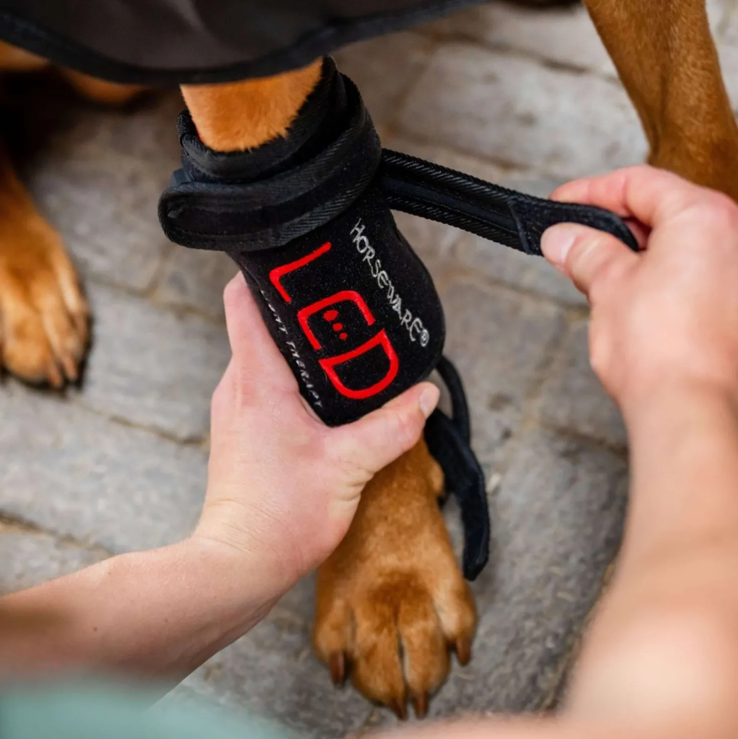 Horseware Pet Leg Wraps LED Red Light Therapy Pair Zwart/Zwart