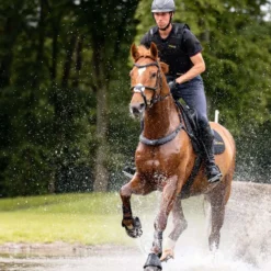 Kavalkade Borsttuig Jerome 2-Punts Bruin