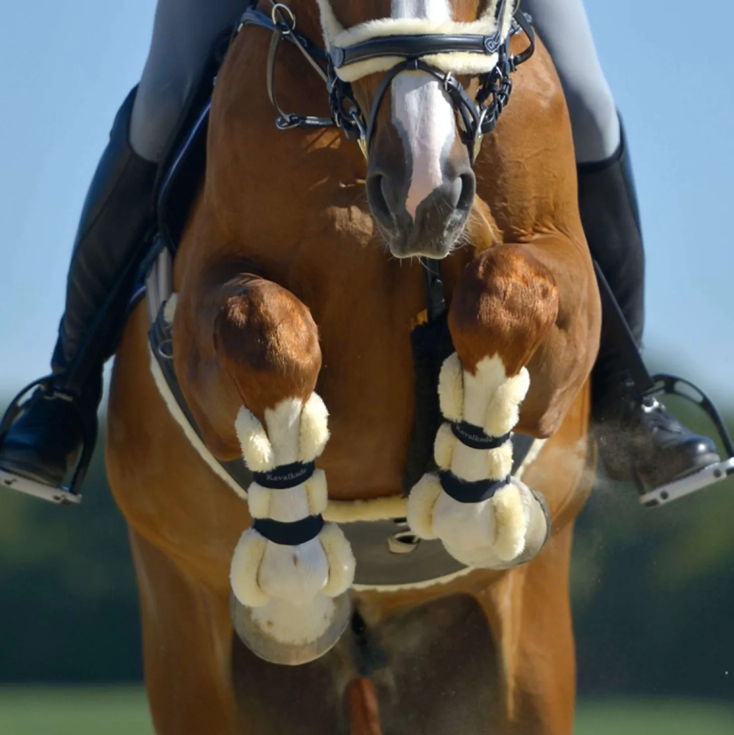 Kavalkade Peesbeschermers Compete 'n Wool Zwart