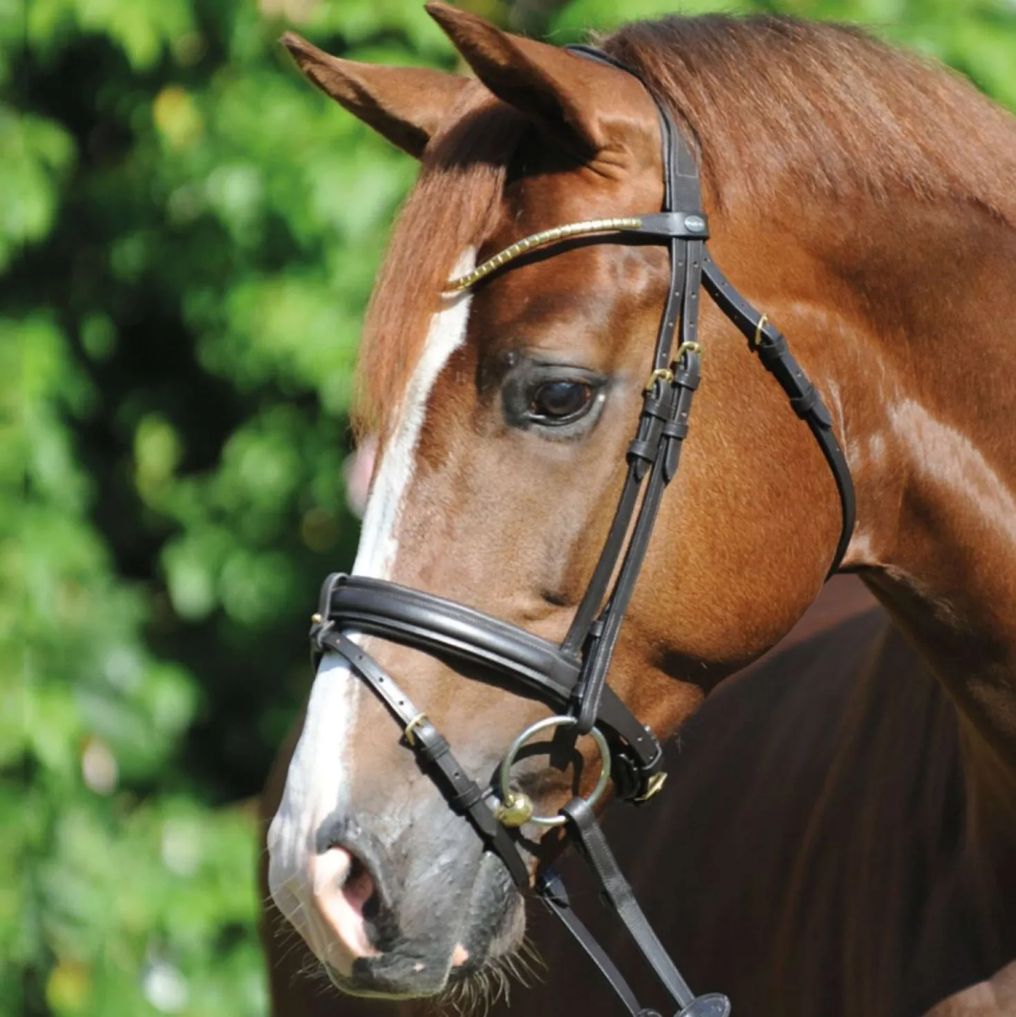 Kavalkade Trenshoofdstel Clinchesse Bruin/Messing