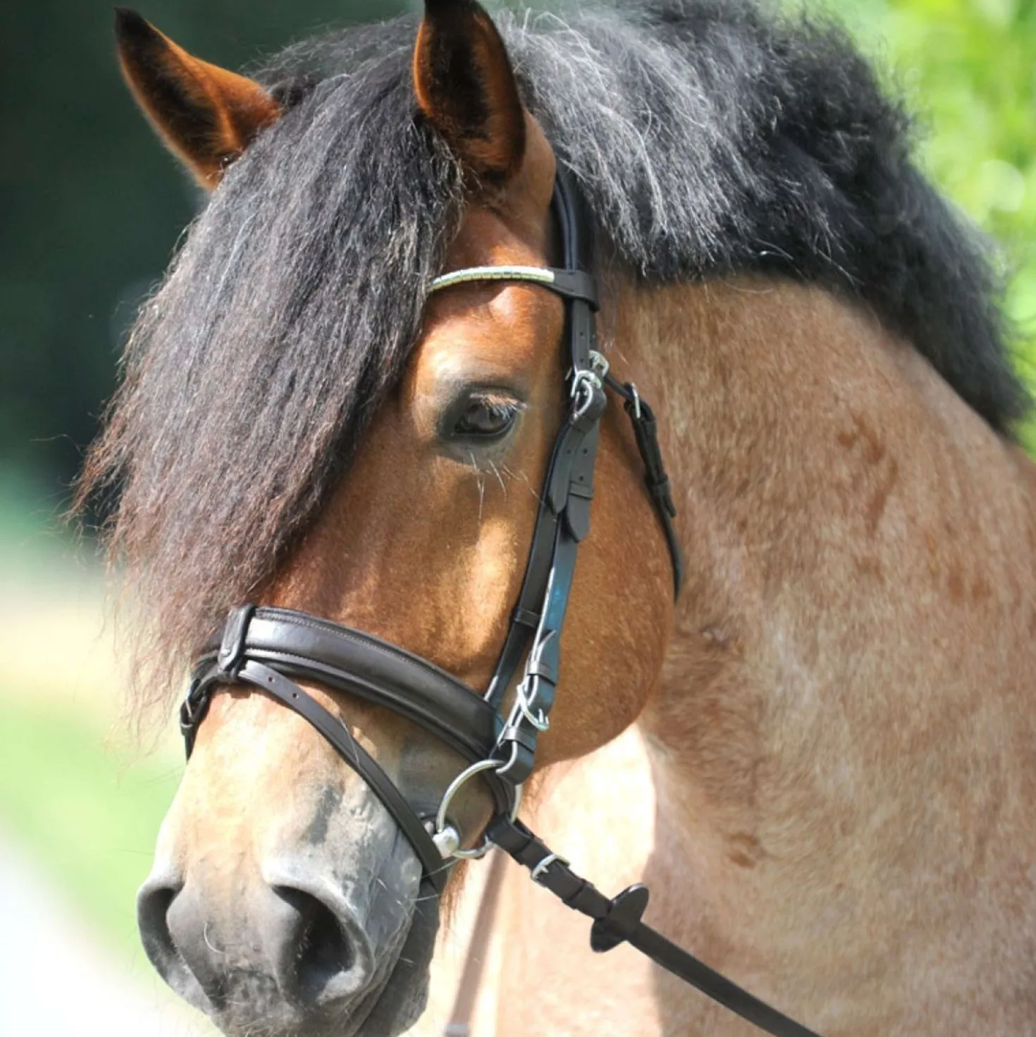 Kavalkade Trenshoofdstel Clinchesse Bruin/Zilver