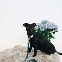 Kentucky Halsband Velvet Emerald