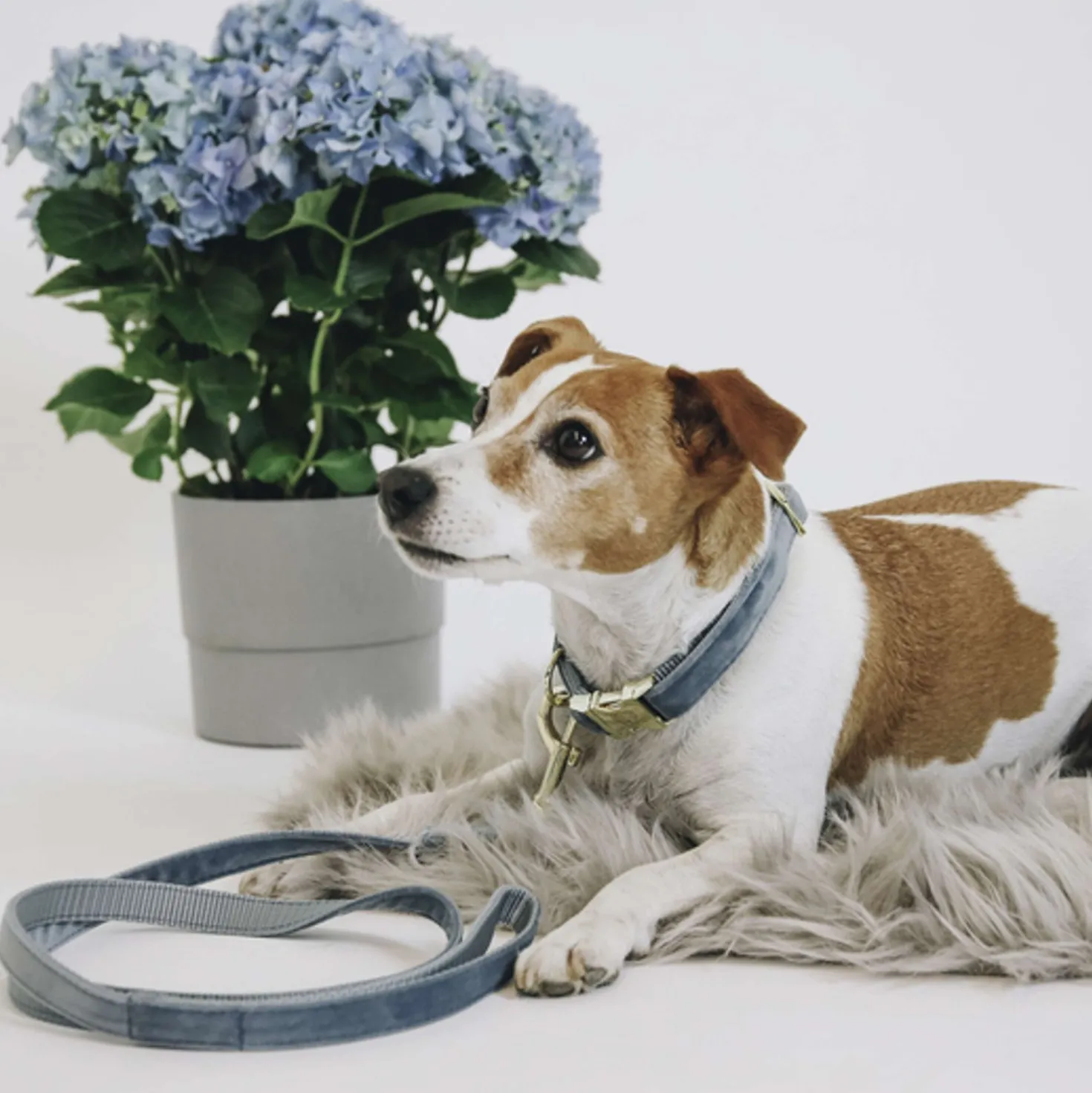 Kentucky Halsband Velvet Light Blue