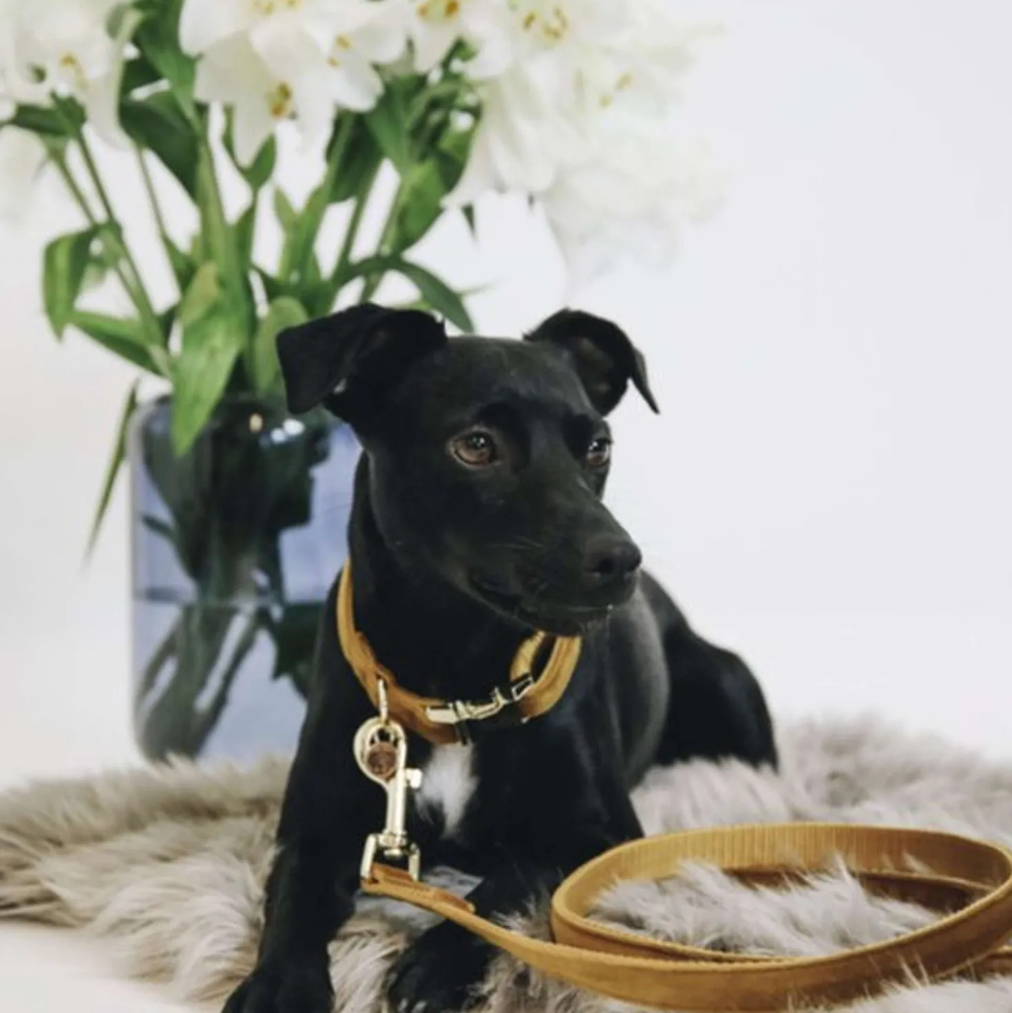 Kentucky Halsband Velvet Mustard