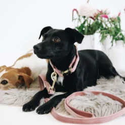 Kentucky Halsband Velvet Old Rose