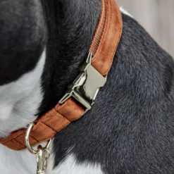 Kentucky Halsband Velvet Oranje