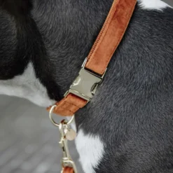 Kentucky Halsband Velvet Oranje