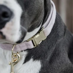 Kentucky Halsband Velvet Soft Rose