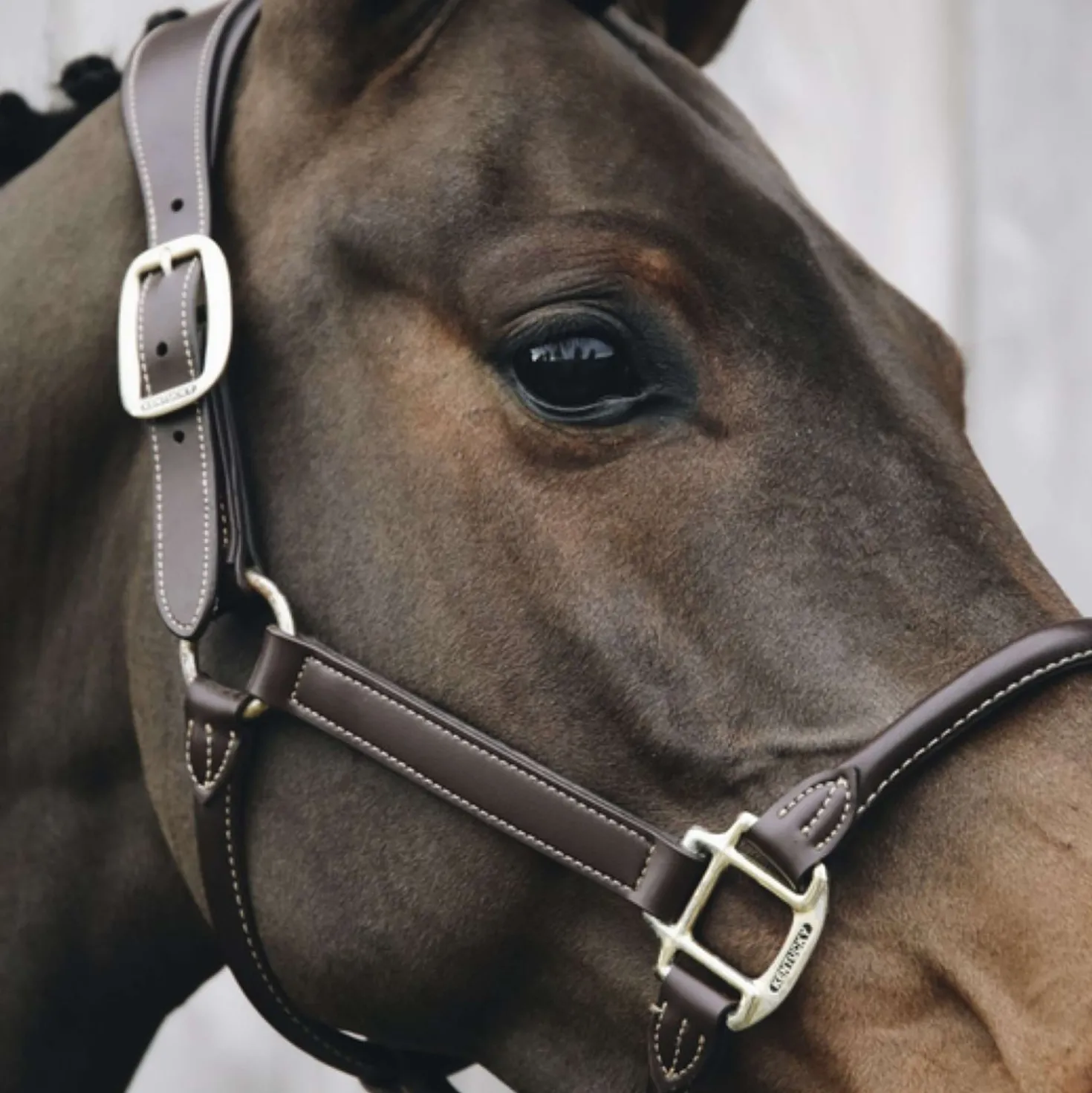 Kentucky Halster Anatomisch Leer Bruin
