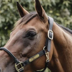 Kentucky Halster Anatomisch Leer Zwart