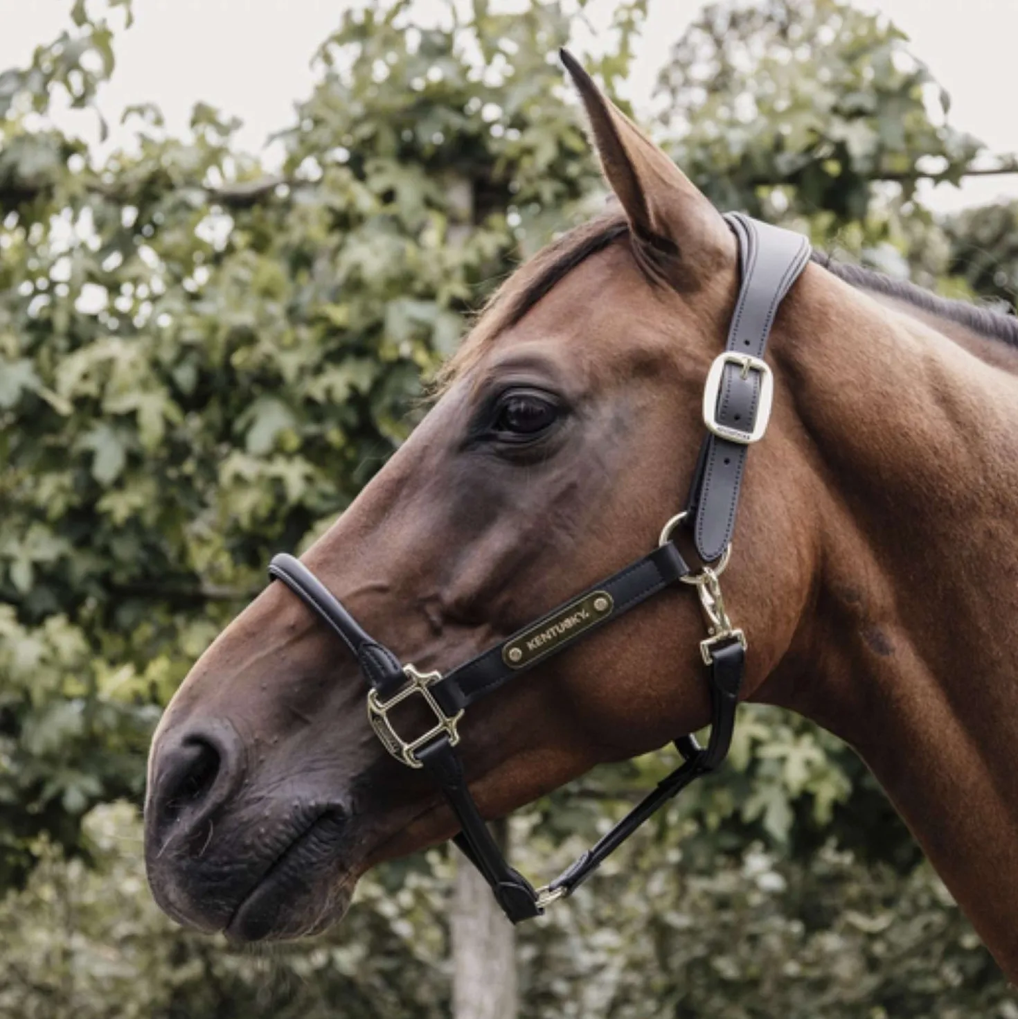 Kentucky Halster Anatomisch Leer Zwart